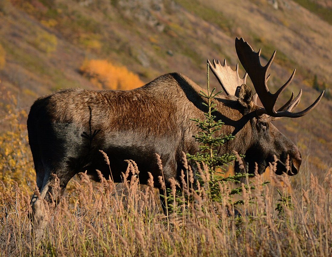 Moose reference