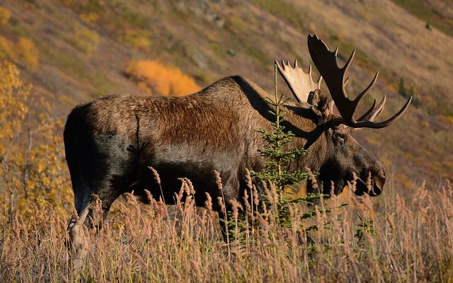 Moose reference