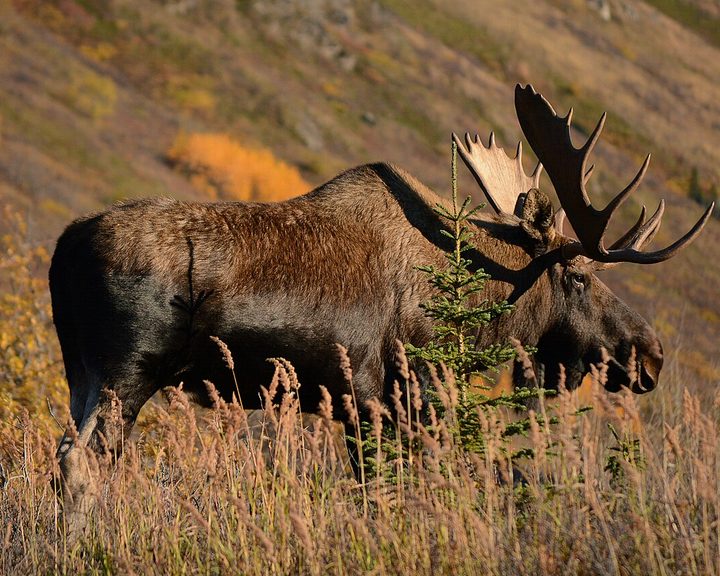 Moose