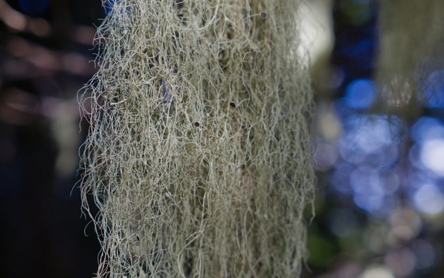 Witch's Hair Lichen reference