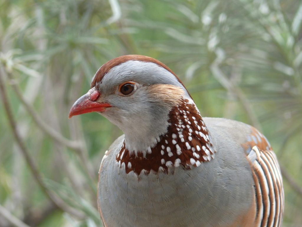 Barbary Partridge reference