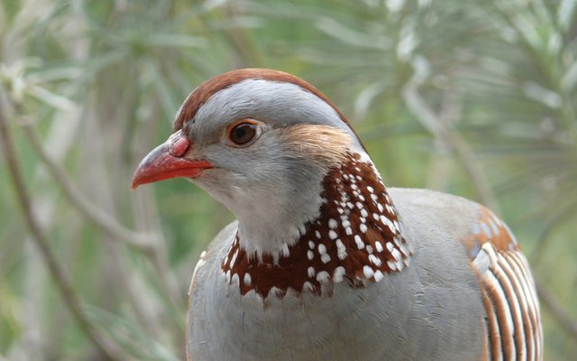 Barbary Partridge reference
