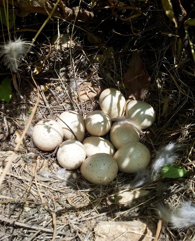 Chukar reference