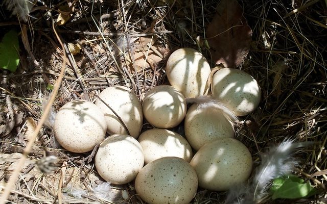 Chukar Partridge reference