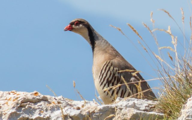 Rock Partridge reference