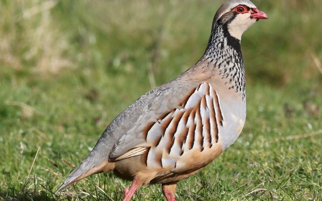 Red-legged Partridge reference