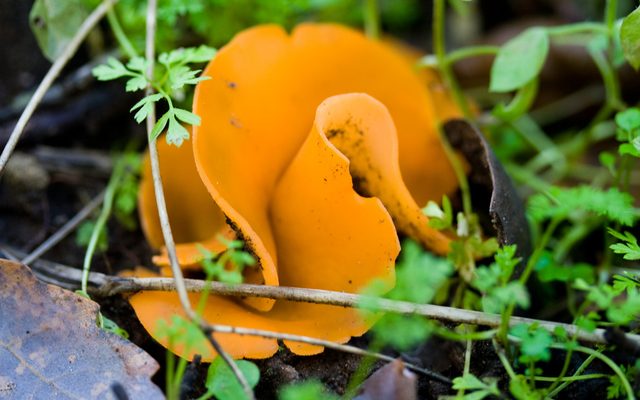 Orange Peel Fungus reference
