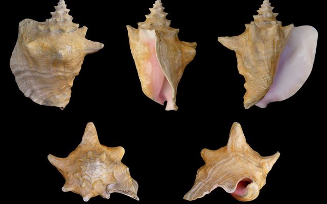 Queen Conch reference