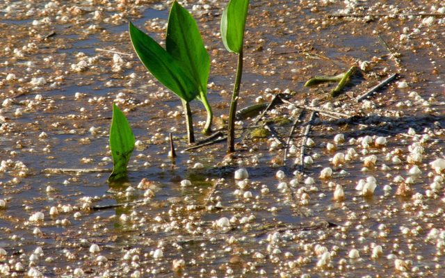 European Water-plantain reference