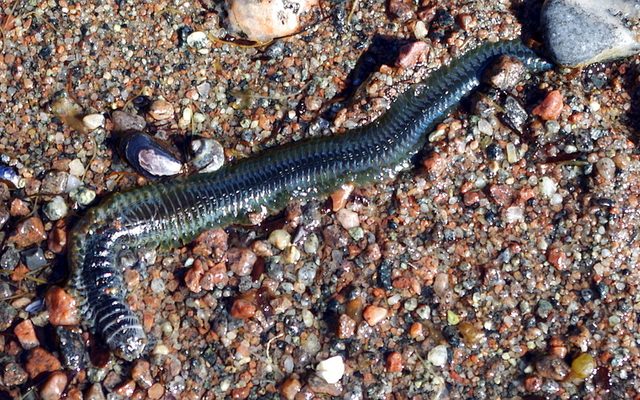 King Ragworm reference