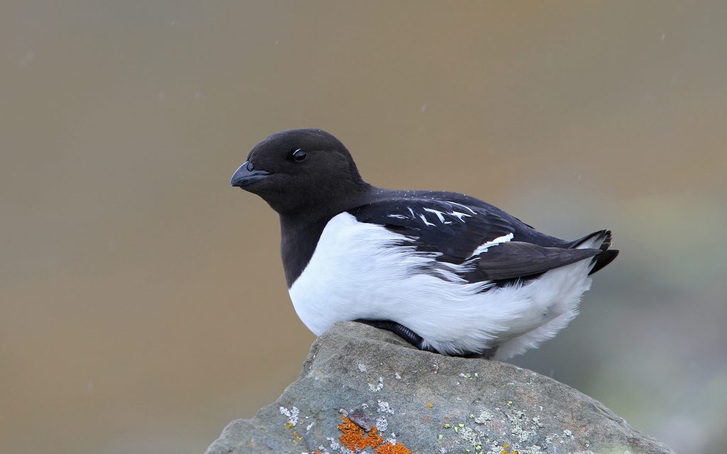 Dovekie reference