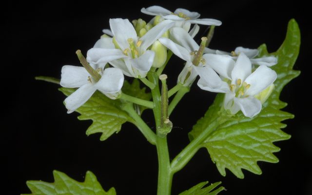 Garlic Mustard reference