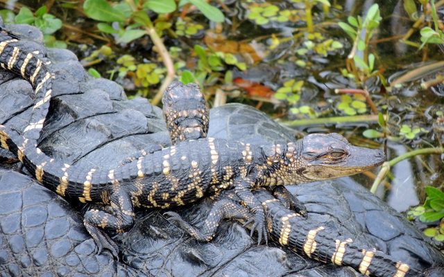 American Alligator reference