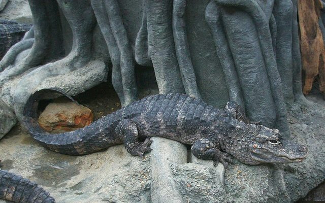 Chinese Alligator reference