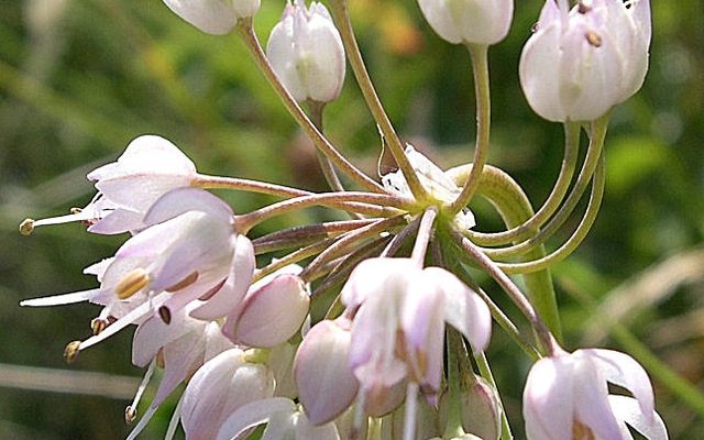 Nodding Onion reference