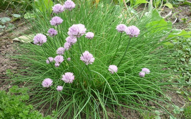 Wild Chives reference