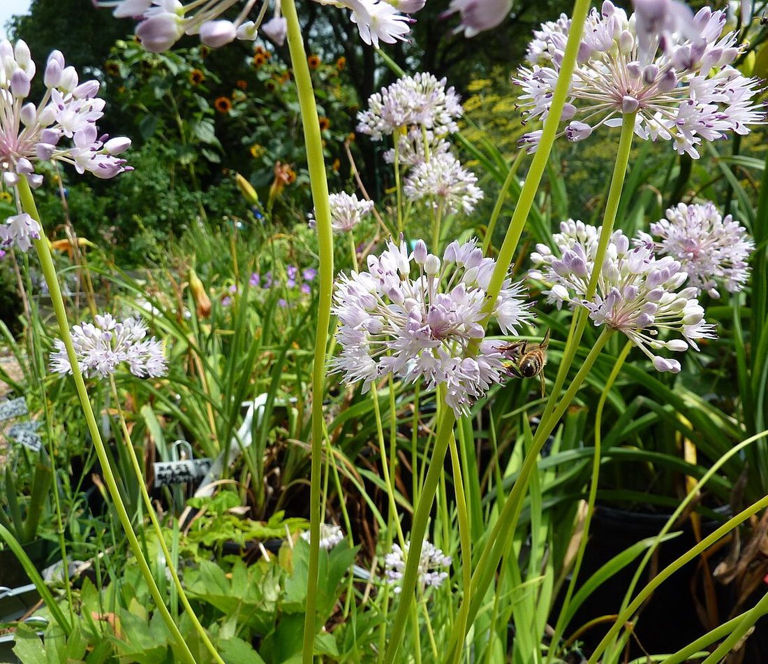 Allium senescens reference
