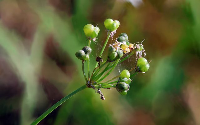 Garlic Chives reference
