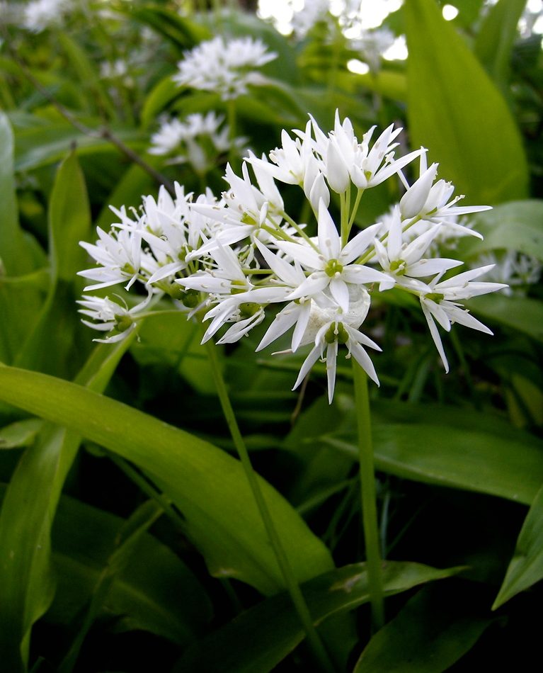 Ramsons reference