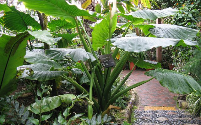 Giant Elephant Ear reference