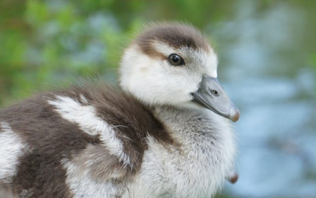 Egyptian Goose reference