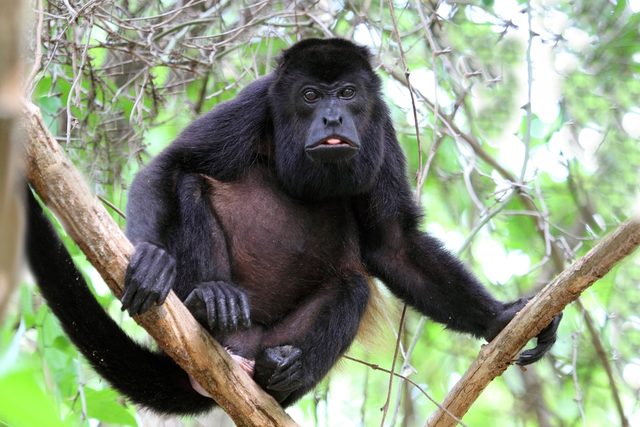 Mantled Howler Monkey reference