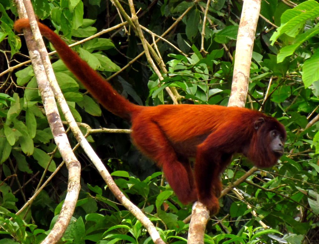 Colombian Red Howler Monkey reference