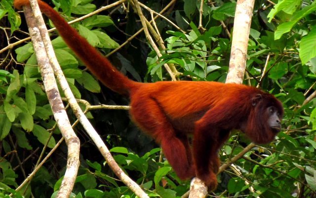 Venezuelan Red Howler reference