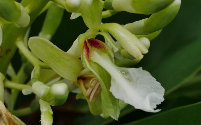 Greater Galangal reference