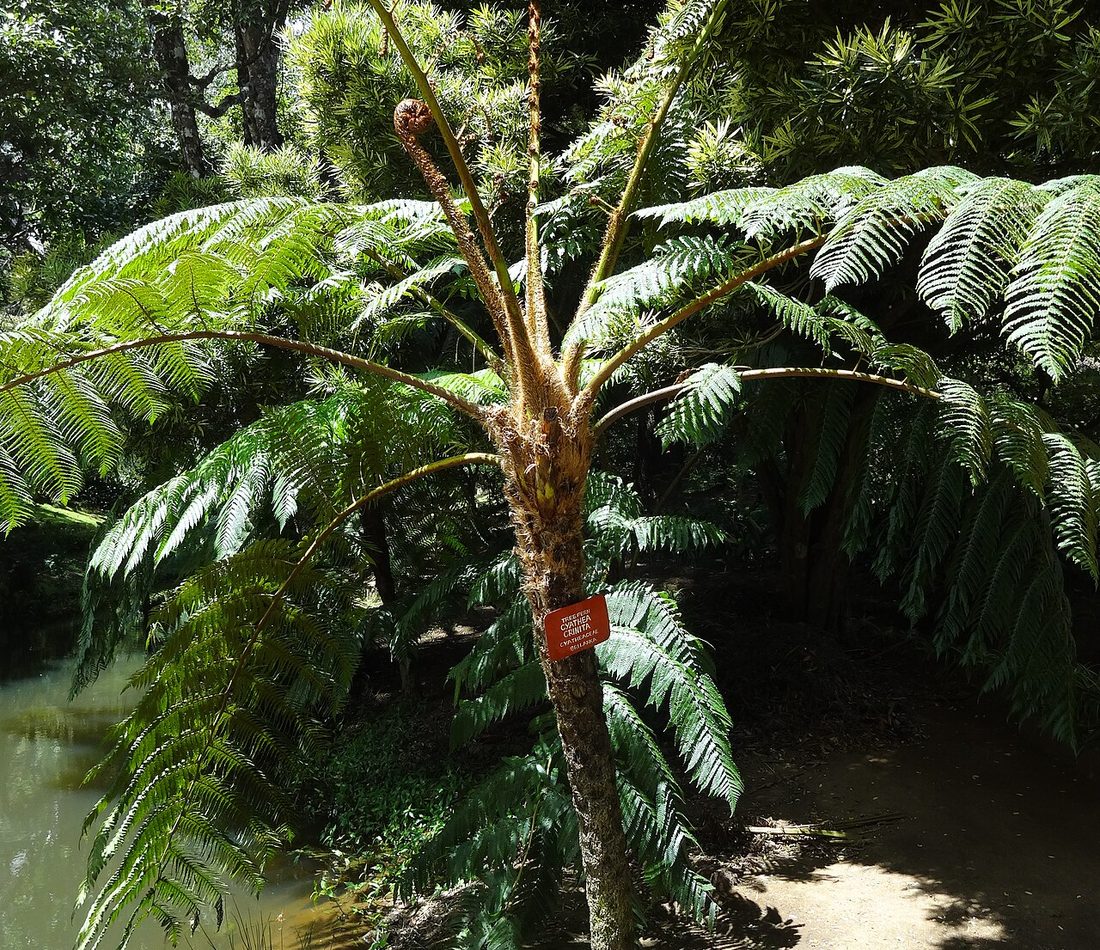 Mountain Tree Fern reference