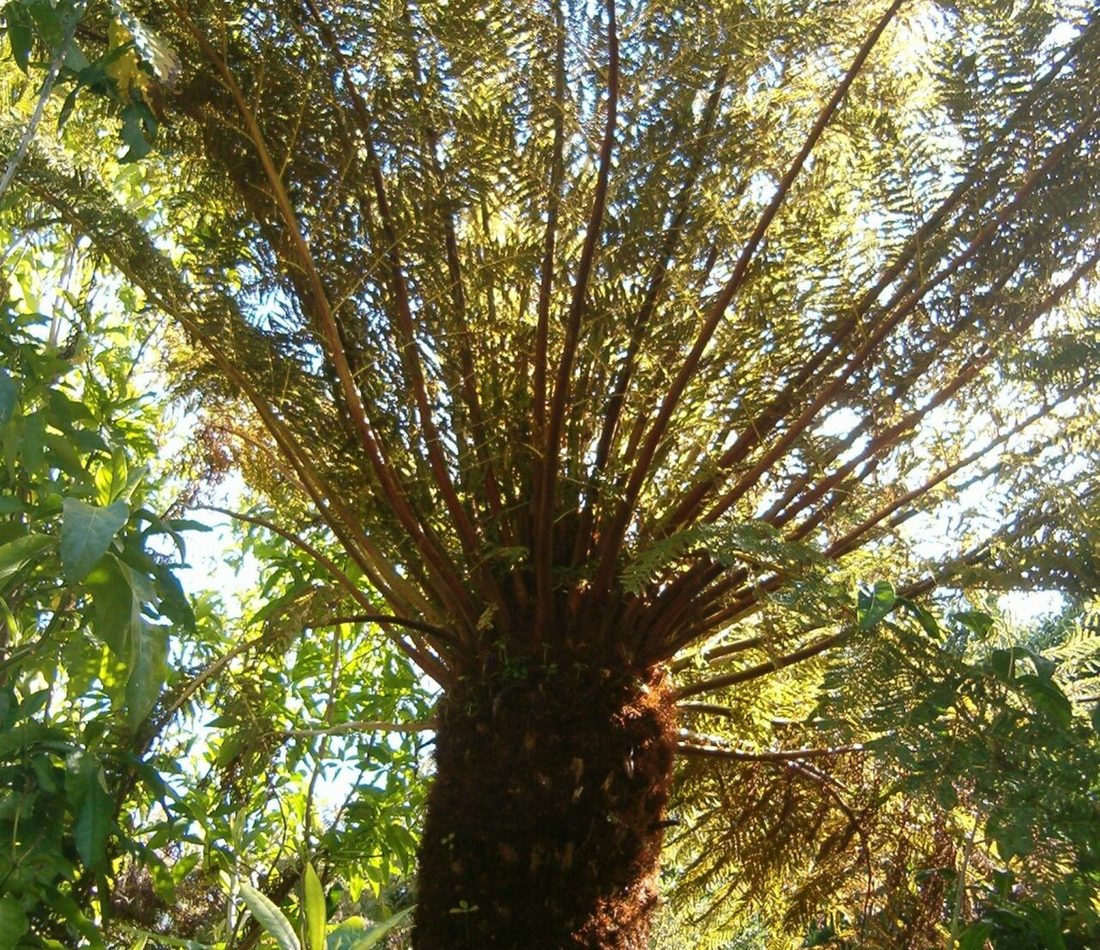 Common Tree Fern reference