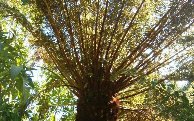 Grassland Tree Fern reference