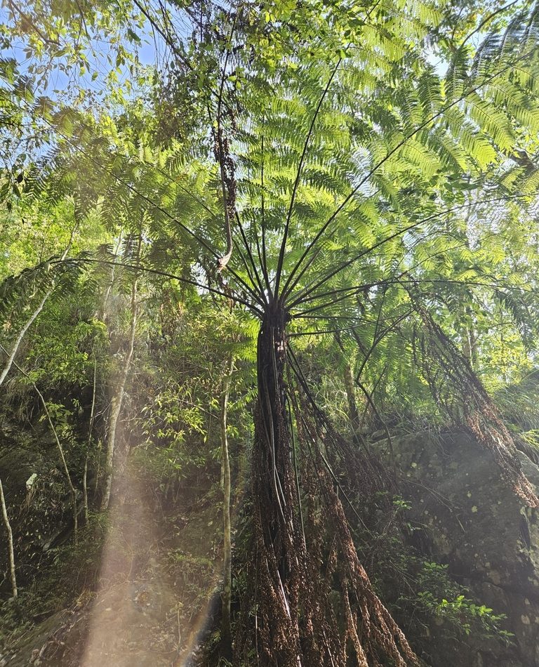 Spiny Tree Fern reference