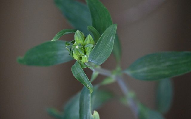 Parrot Lily reference