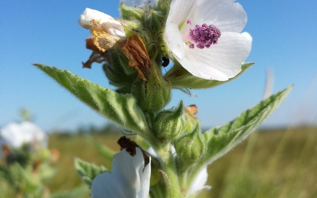 Marsh Mallow reference