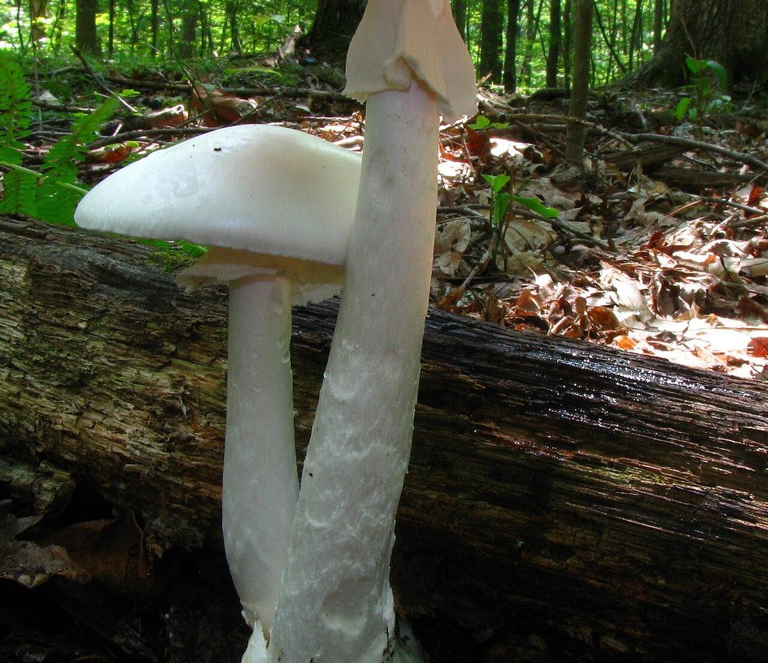 Eastern North American Destroying Angel reference