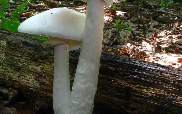 Destroying Angel reference