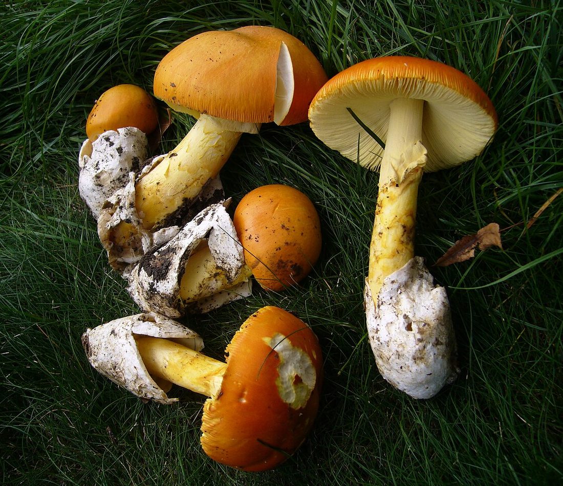 Caesar's Mushroom reference