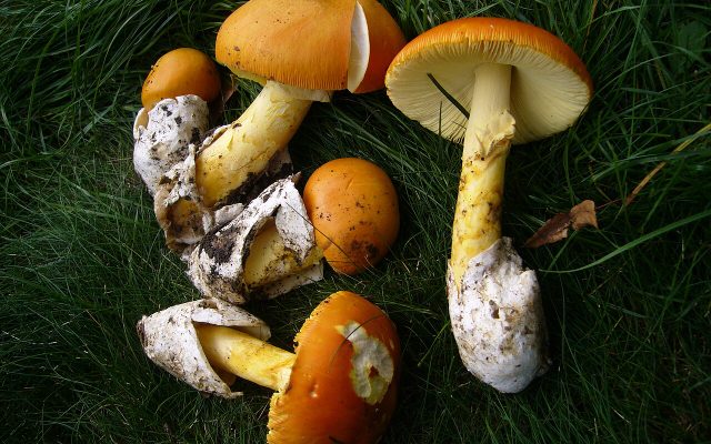European Caesar's Mushroom reference