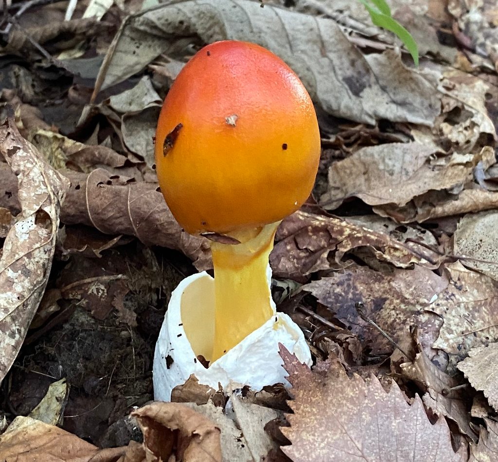 Tamagotake Mushroom reference