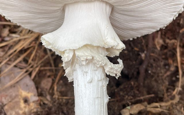 Coker's Amanita reference