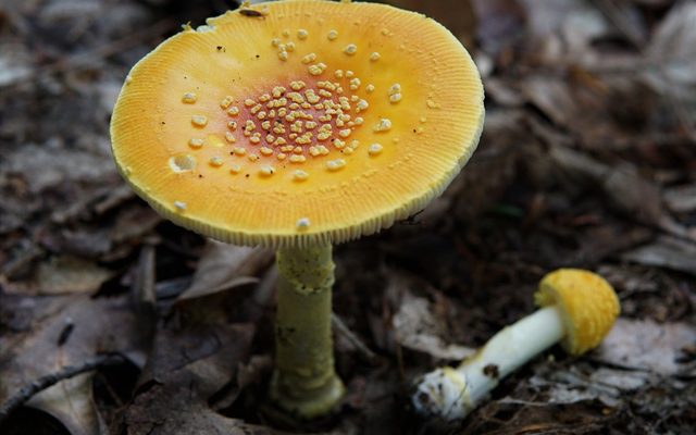 Frost's Amanita reference