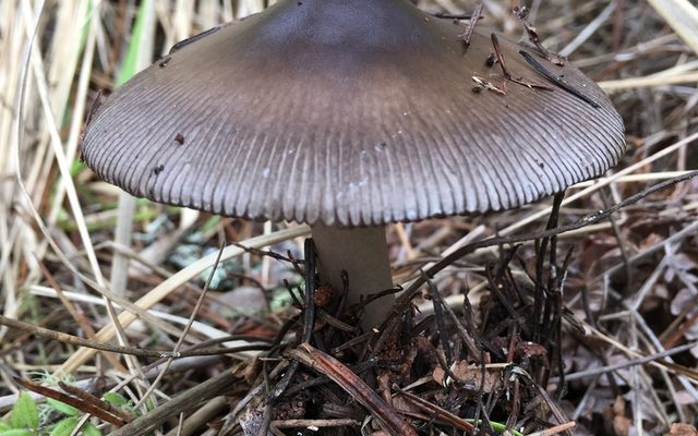 Tawny Grisette reference