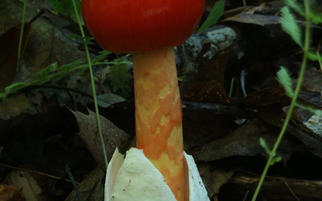 American Caesar's Mushroom reference