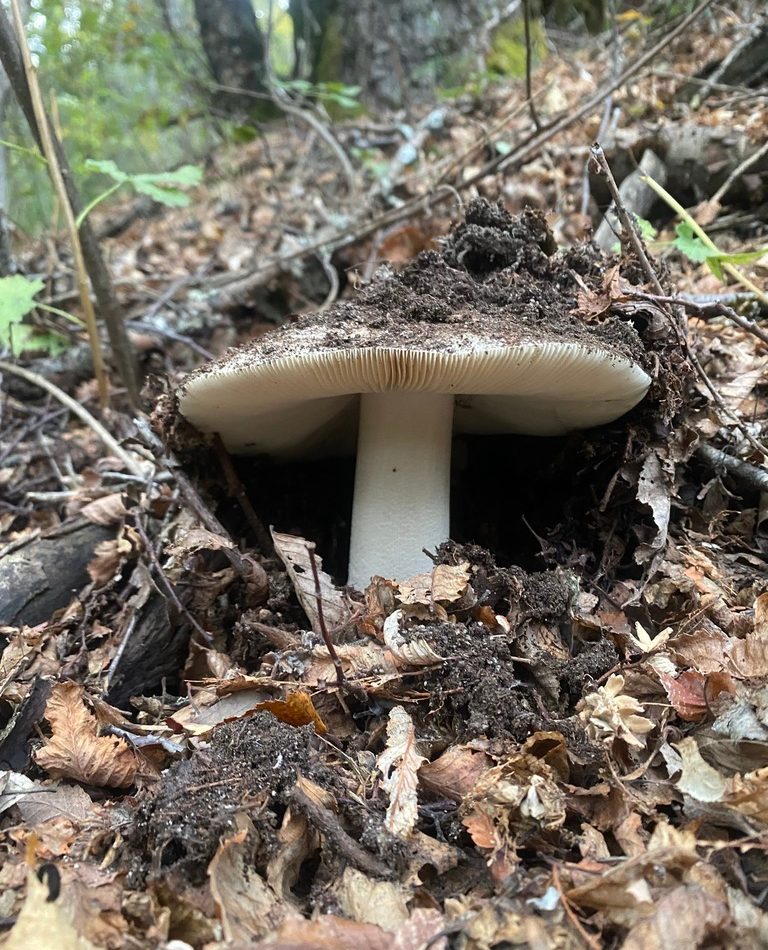 Chilean Yellow Amanita reference