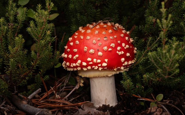 Fly Agaric reference