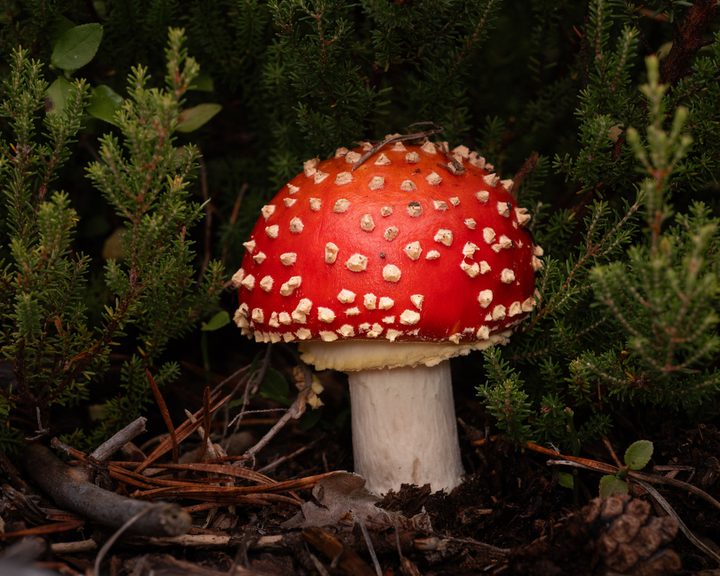 Amanita muscaria