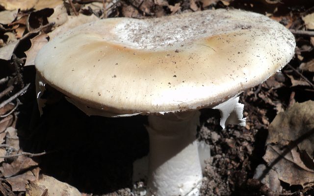 Western Destroying Angel reference