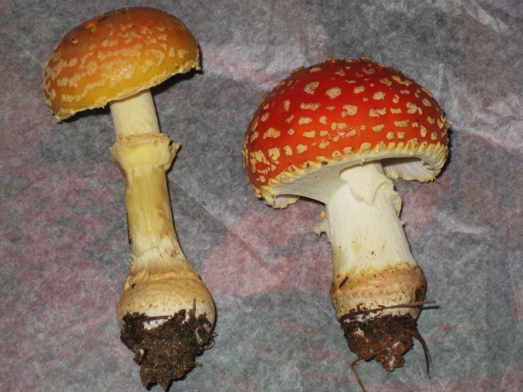 Peach Amanita reference