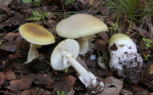 Death Cap reference